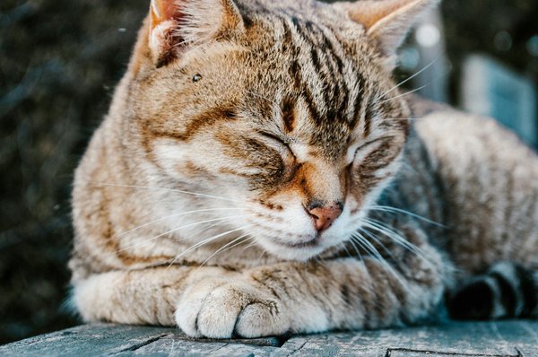 Can cats suffer from seasonal affective disorder?