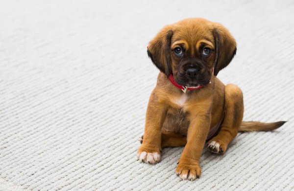 What's the best way to teach a puppy not to cry at night?