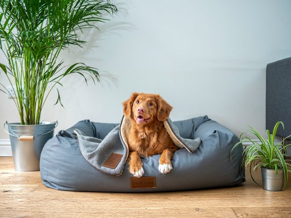 How to safely use heating pads for pets during cold weather?